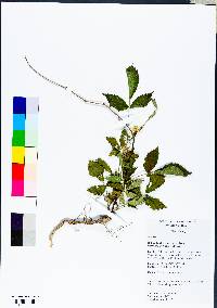 Rubus flagellaris image