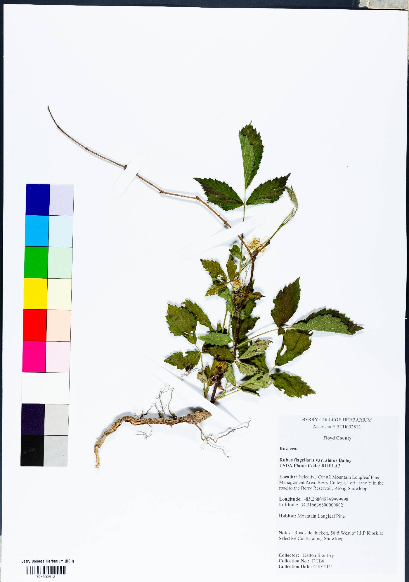 Rubus flagellaris var. almus image