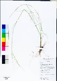 Nassella leucotricha image