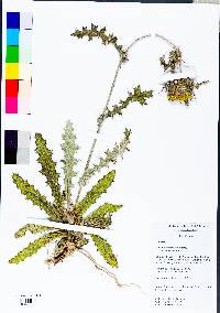 Cirsium horridulum image