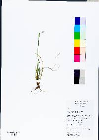 Sisyrinchium atlanticum image