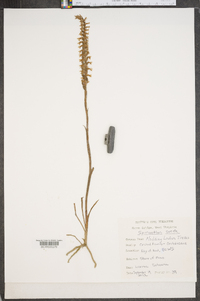 Spiranthes cernua image