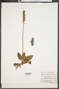 Goodyera pubescens image