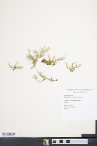 Selaginella rupestris image