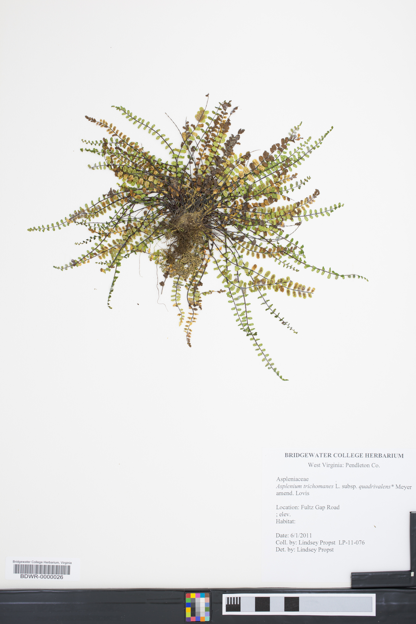 Asplenium trichomanes subsp. quadrivalens image