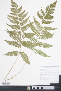 Athyrium filix-femina subsp. asplenioides image