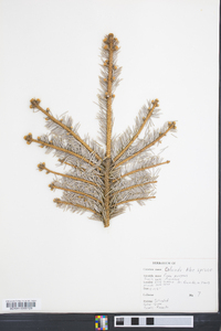 Picea pungens image