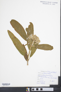 Viburnum x rhytidophylloides image