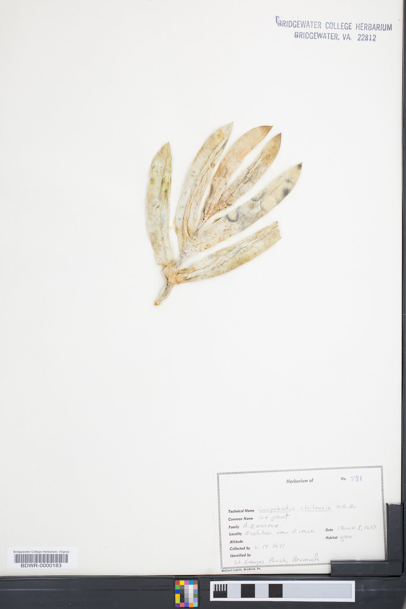 Carpobrotus chilensis image