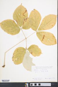 Aralia nudicaulis image