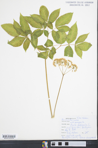 Aralia nudicaulis image