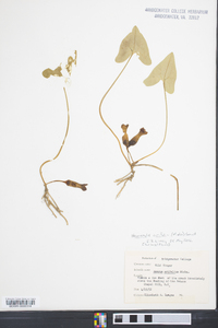 Hexastylis arifolia image