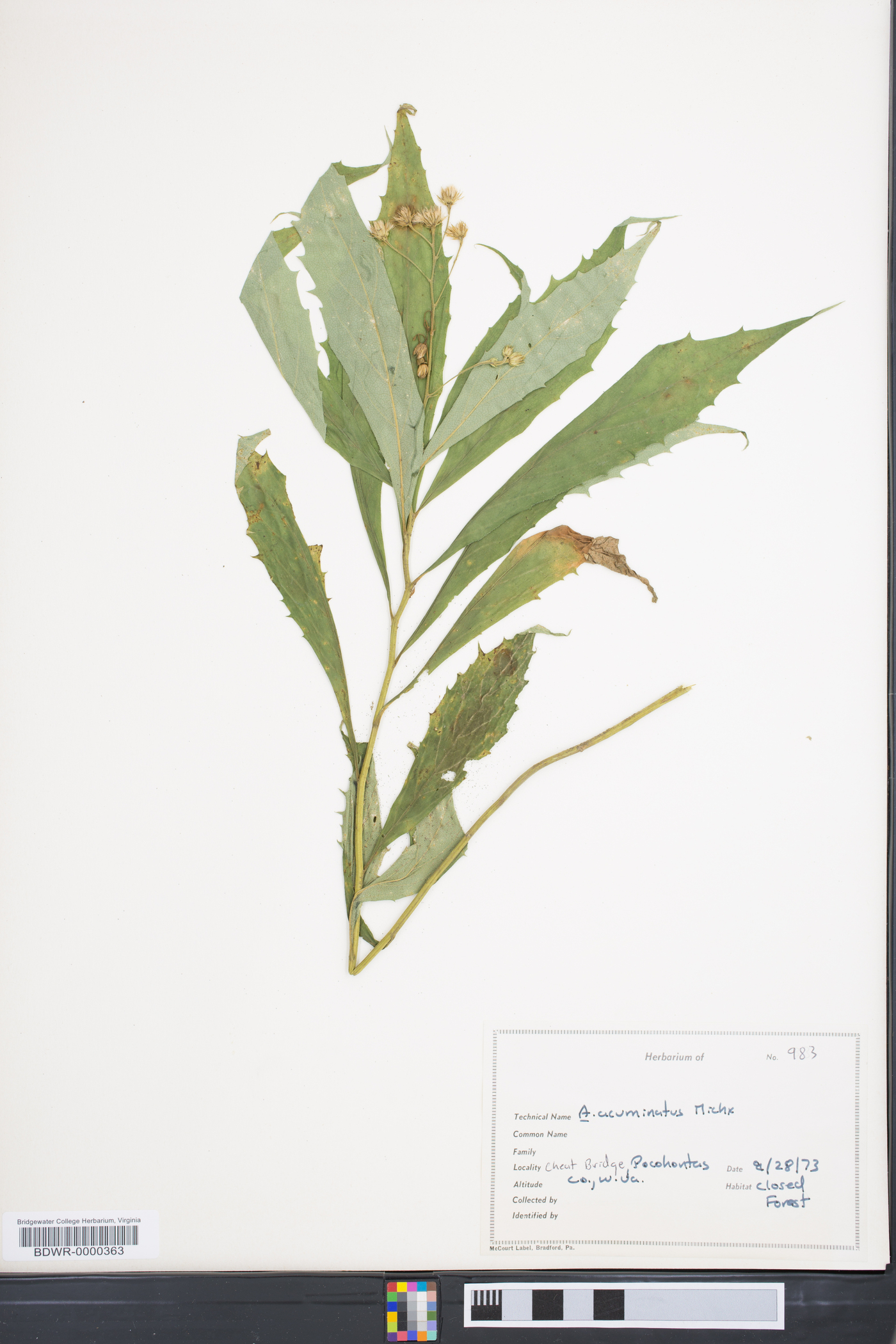Aster acuminatus image