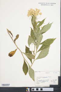 Aster acuminatus image