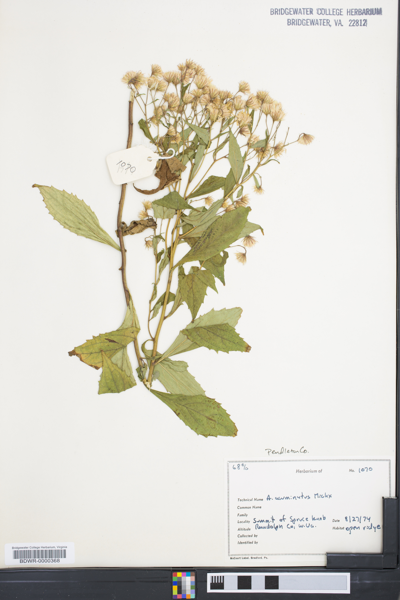 Aster acuminatus image