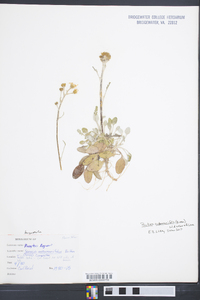 Packera antennariifolia image