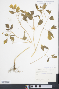 Caulophyllum thalictroides image