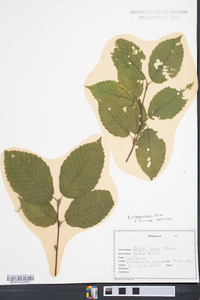 Betula alleghaniensis image