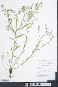 Buglossoides arvensis image