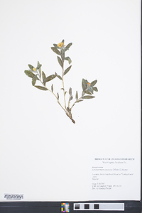 Lithospermum canescens image