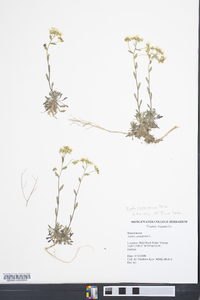 Draba ramosissima image