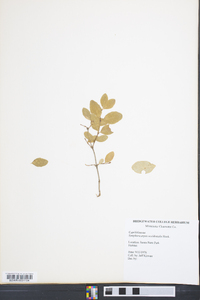 Symphoricarpos occidentalis image