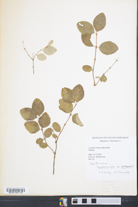 Symphoricarpos occidentalis image