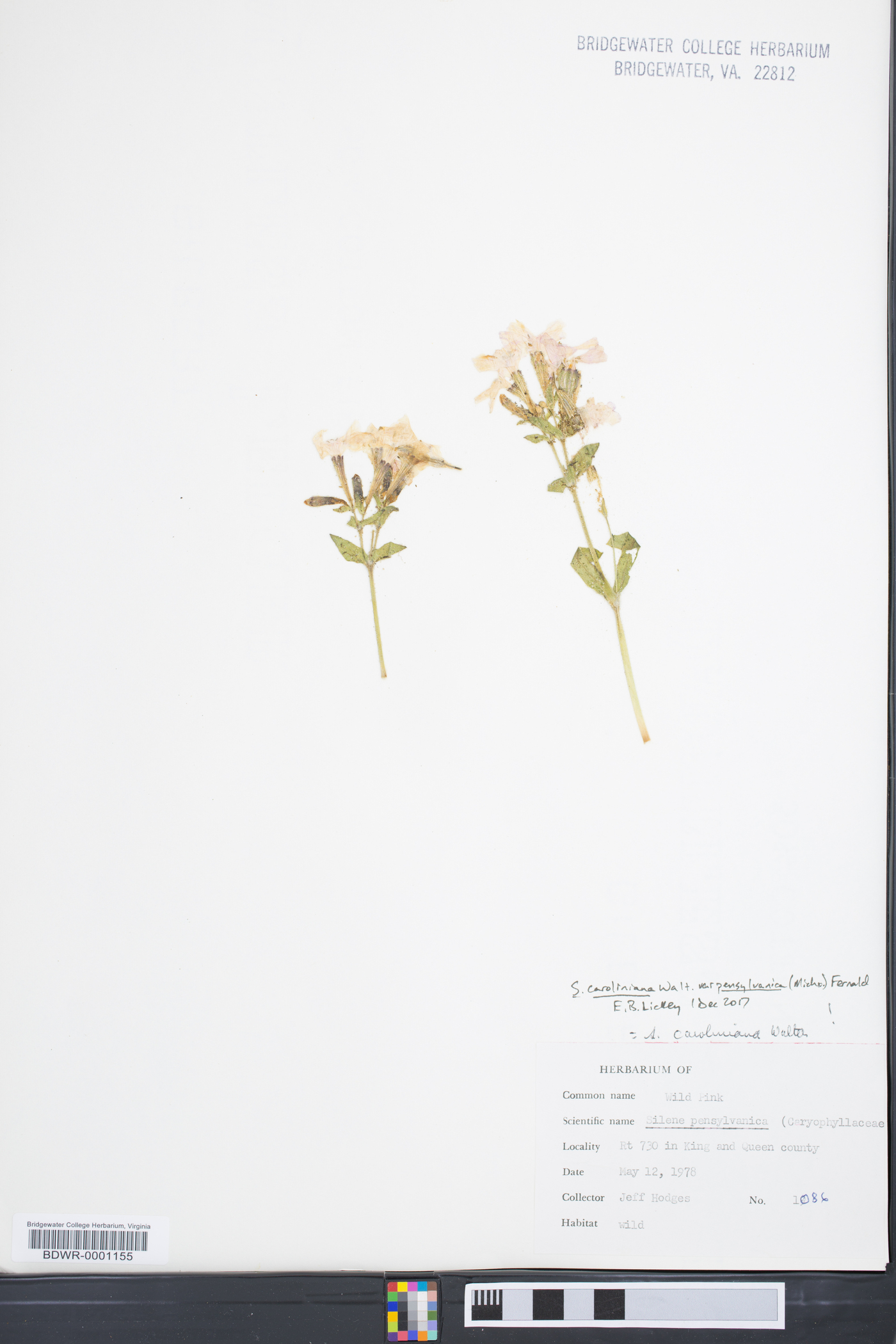 Silene caroliniana subsp. pensylvanica image