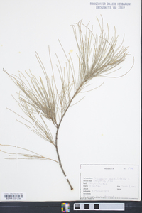 Casuarina equisetifolia image