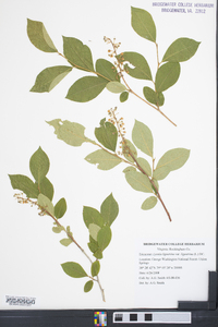 Lyonia ligustrina var. ligustrina image