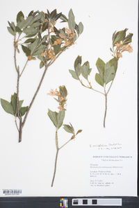 Rhododendron prinophyllum image