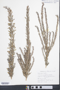 Lespedeza cuneata image