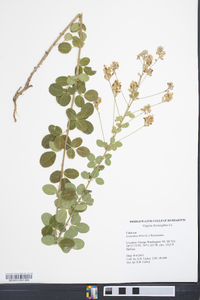 Lespedeza hirta image