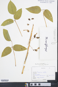 Erythrina crista-galli image