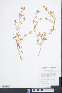 Trifolium arvense image