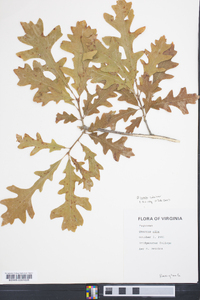 Quercus lyrata image