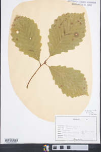 Quercus montana image