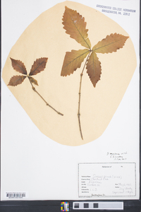 Quercus montana image