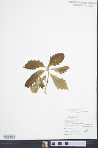 Quercus montana image