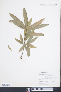 Quercus phellos image