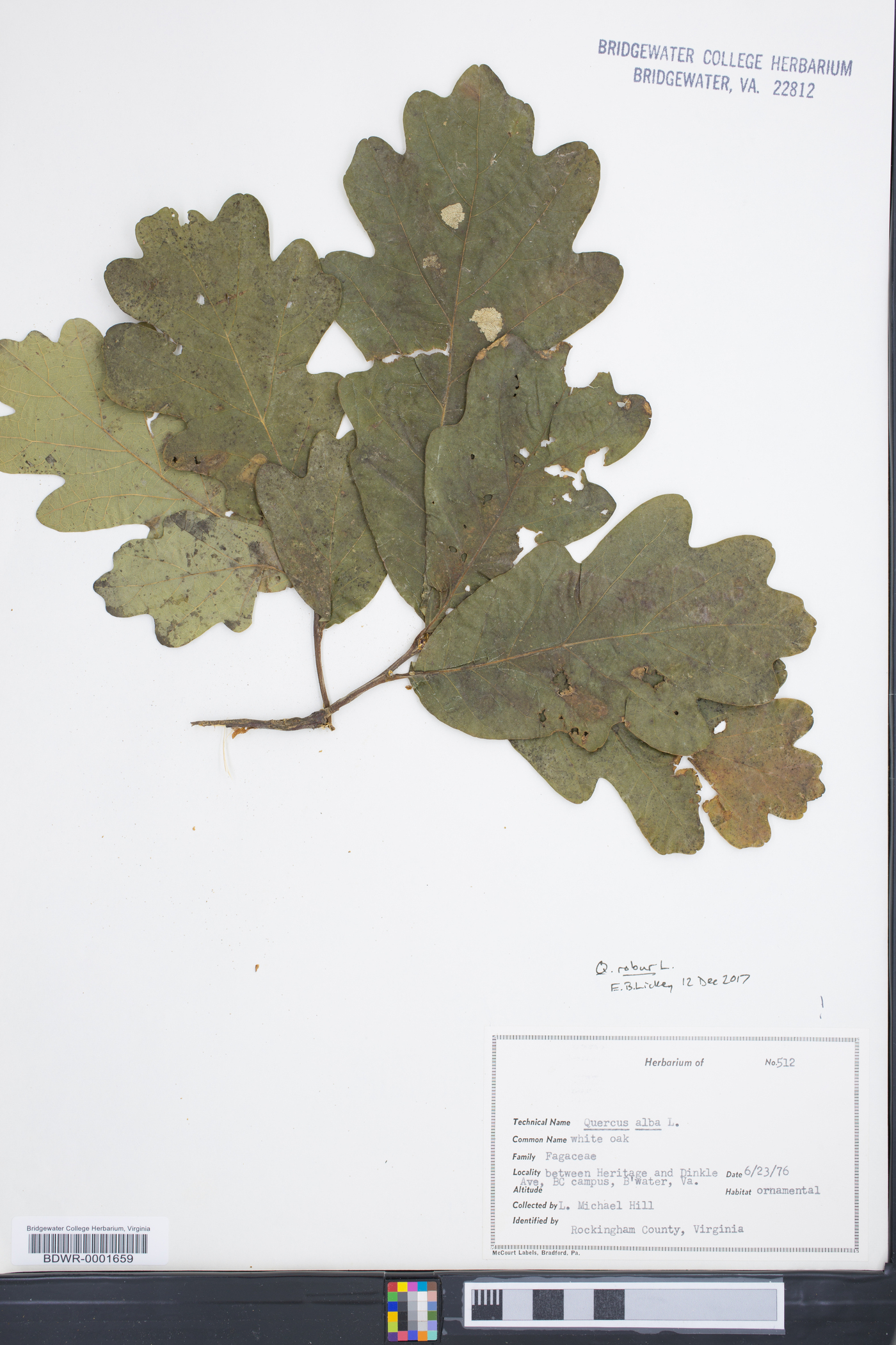 Quercus robur image