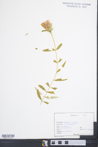 Gentiana linearis image