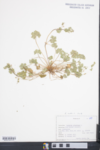 Geranium molle image