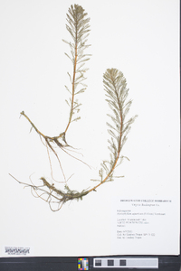 Myriophyllum aquaticum image