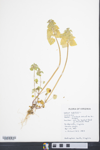 Lamium purpureum image