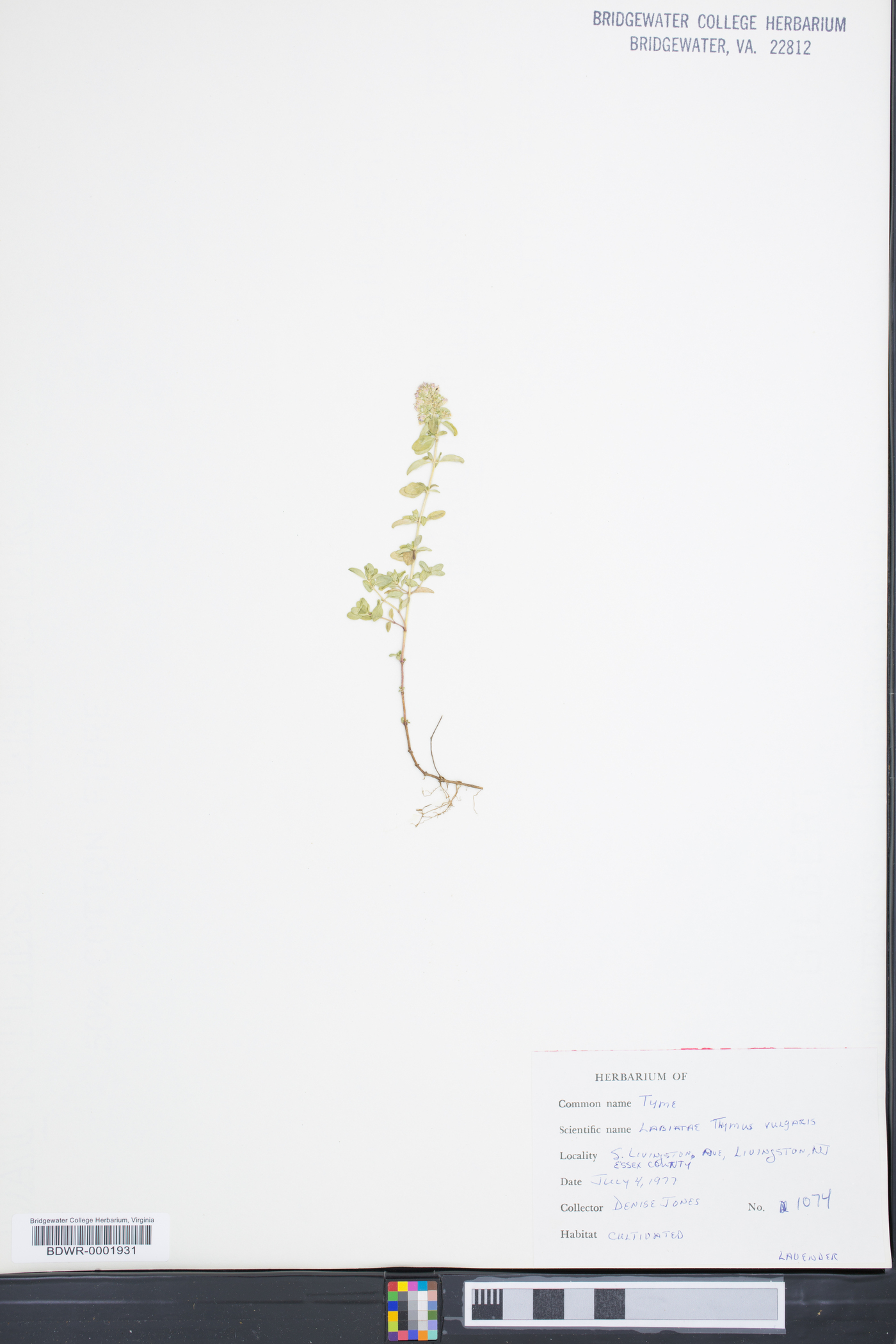 Thymus vulgaris image