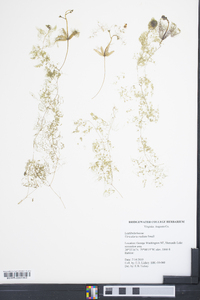 Utricularia radiata image