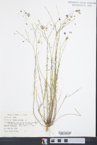 Linum perenne image