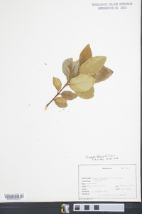 Pimenta dioica image