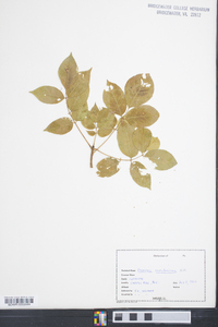 Fraxinus caroliniana image